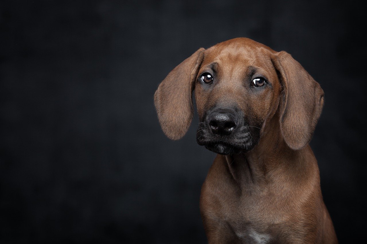 How to Keep Your Pets Safe During Natural Disasters